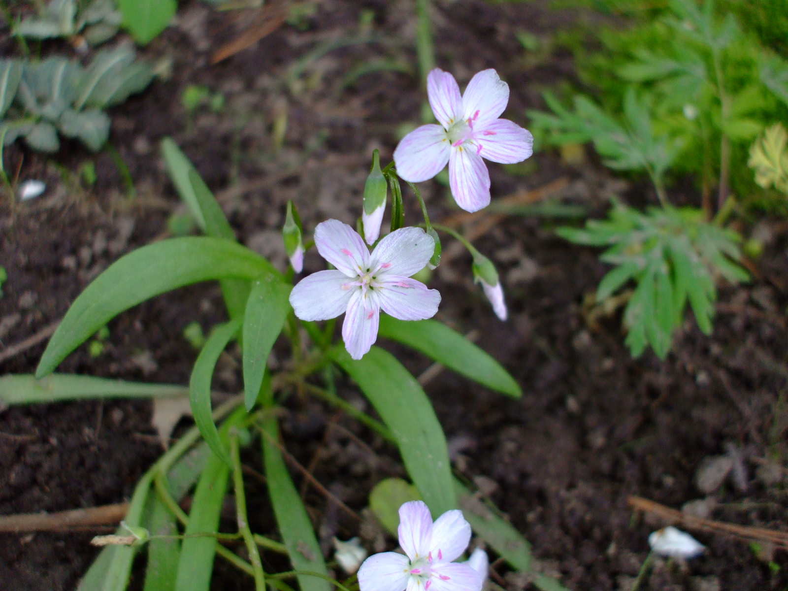 Claytonia virginica